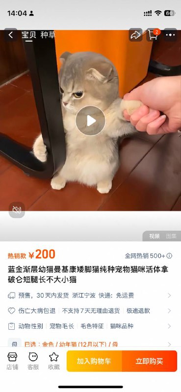 淘宝还能买猫，服了