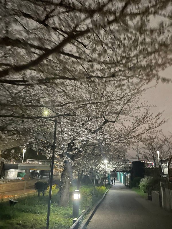 和朋友去看了下夜樱，白色的一夜之间全都开了，明天开始降温，估计撑不了几天了