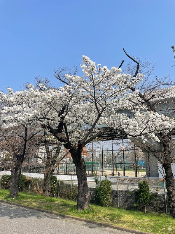 中午出去走了走中午出去走了走