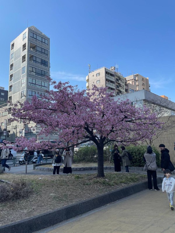 周日去医院复查了下膝盖，顺便去本区的二战东京空袭展览逛了下，然后去附近的公园和神社逛了下